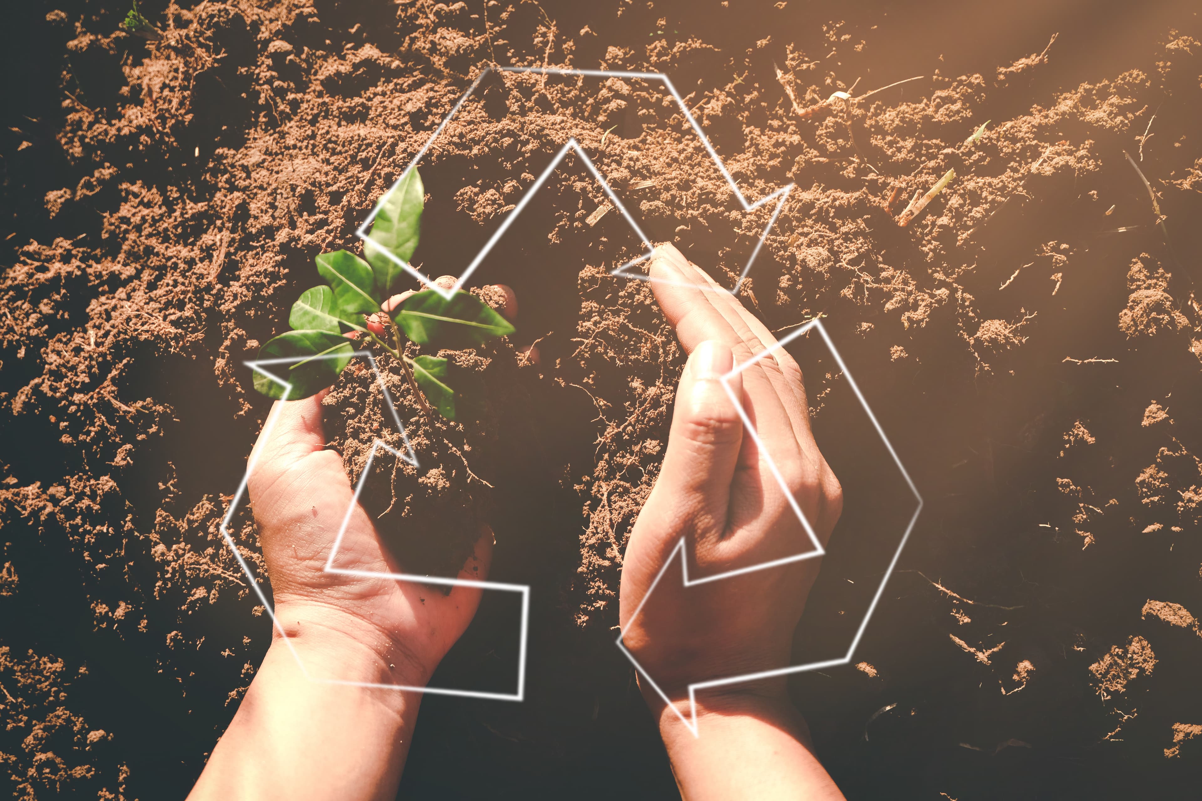 Organic Transition Plan for Regional Farms – Indonesia