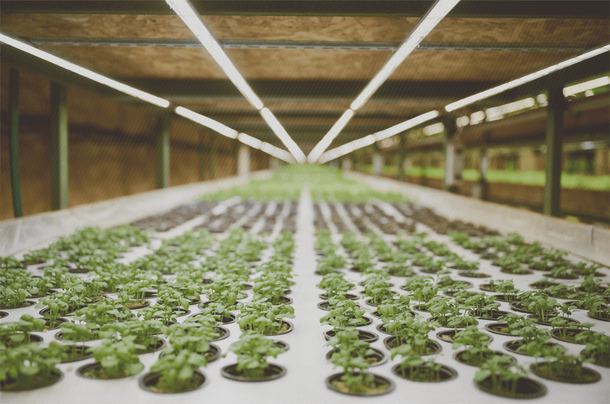 Sustainable Farm Design & Supply Chain Optimization – Maldives